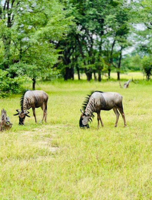 Mosi-oa-Tunya Game Drive