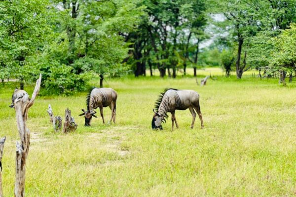 Mosi-oa-Tunya Game Drive
