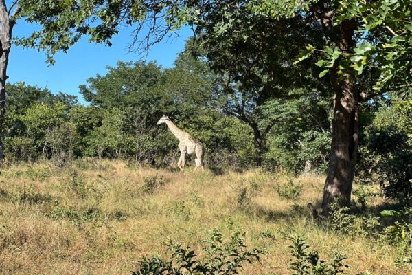 Chobe Game Drive: Half Day