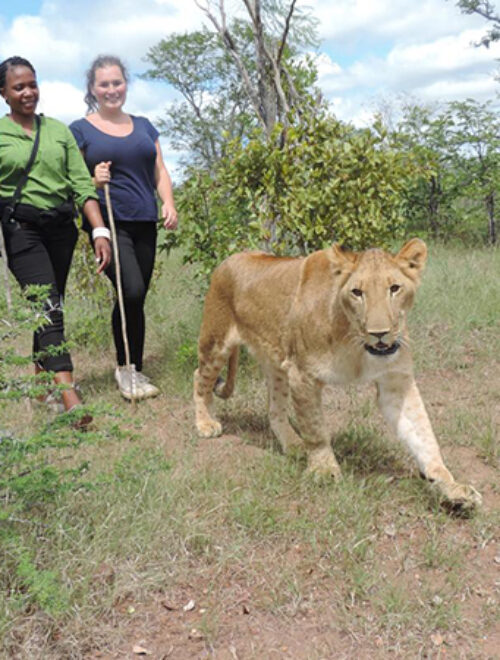 Lion Walk