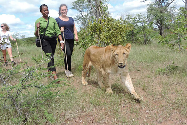 Lion Walk