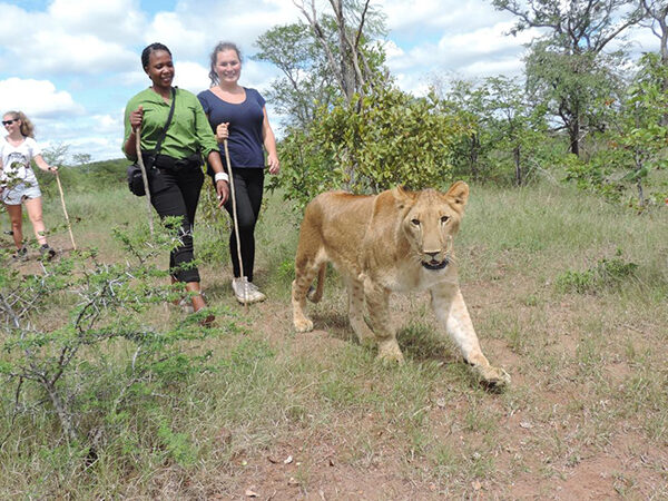 Lion Walk